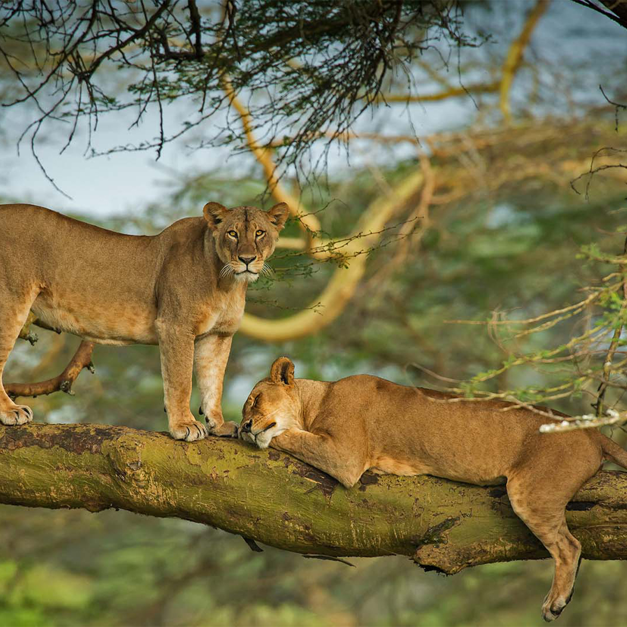 Day Tarangire & Lake Manyara Safari Adventure